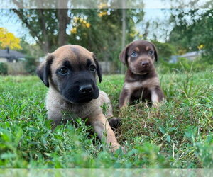 2 Orphans - Cosette - Located in Missouri - Female Mutt Dog for Adoption - Photo #6