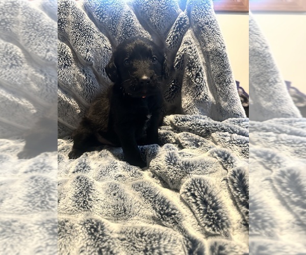 Medium Photo #4 Labradoodle Puppy For Sale in KIRKSVILLE, MO, USA