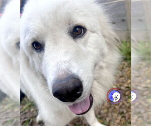 Great Pyrenees Dogs for adoption in Spring, TX, USA