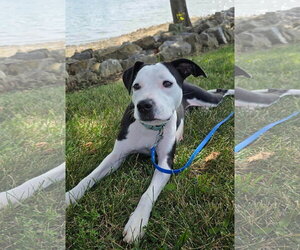 Mutt Dogs for adoption in Rustburg, VA, USA