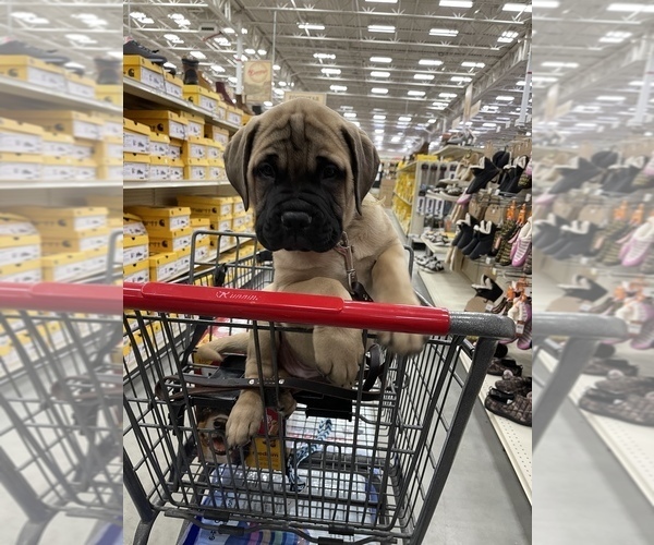 Medium Photo #1 Mastiff Puppy For Sale in SPRINGFIELD, VT, USA