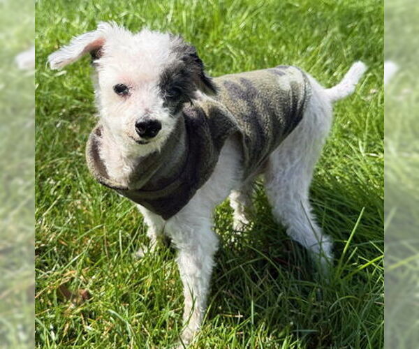 Medium Photo #23 Poodle (Toy)-Unknown Mix Puppy For Sale in Arlington, VA, USA