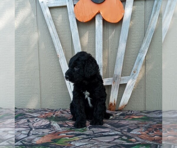 Medium Photo #1 Aussiedoodle Puppy For Sale in CANAJOHARIE, NY, USA