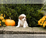 Small #2 Cocker Spaniel-Poodle (Miniature) Mix
