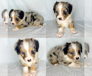 Miniature Australian Shepherd Puppy for sale in BROOKER, FL, USA
