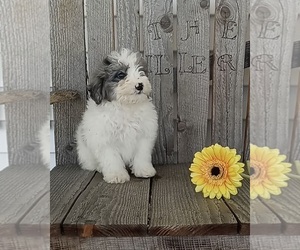 Miniature American Shepherd-Poodle (Miniature) Mix Puppy for sale in FREDERICKSBURG, OH, USA