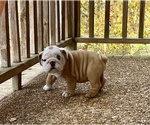 Small Photo #10 English Bulldog Puppy For Sale in COLUMBIA, TN, USA