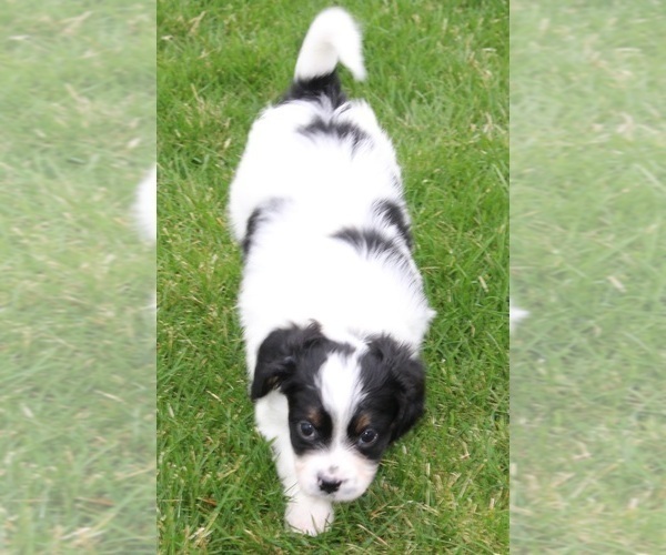 Medium Photo #6 Cava-lon Puppy For Sale in FLINT, MI, USA