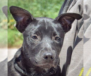 American Staffordshire Terrier-German Shepherd Dog Mix Dogs for adoption in Huntley, IL, USA