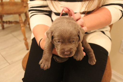 Medium Photo #7 Labrador Retriever Puppy For Sale in MANASSAS, VA, USA