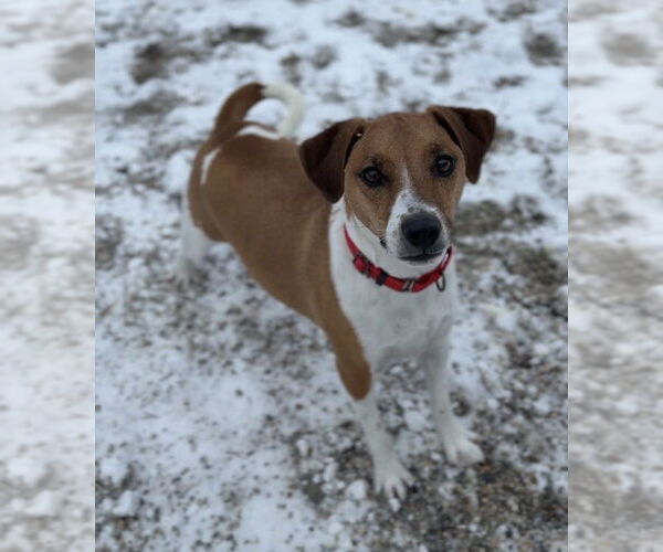 Medium Photo #3 Jack Russell Terrier Puppy For Sale in Bemidji, MN, USA