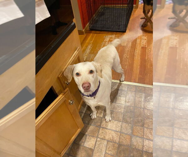 Medium Photo #2 Labrador Retriever-Unknown Mix Puppy For Sale in Brewster, NY, USA