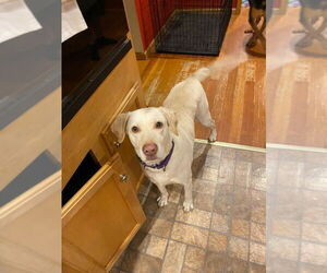 Lucky 1 aka âLucky Duckâ - Female Labrador Retriever-Unknown Mix Dog for Adoption - Photo #2