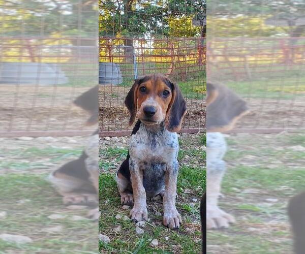 Medium Photo #2 Bluetick Coonhound Puppy For Sale in MACON, MO, USA