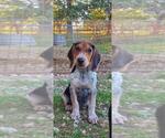 Small Photo #2 Bluetick Coonhound Puppy For Sale in MACON, MO, USA