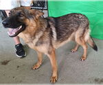 Small #1 German Shepherd Dog Mix