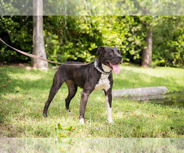 Medium Photo #2 Mutt Puppy For Sale in Royal Palm Beach, FL, USA