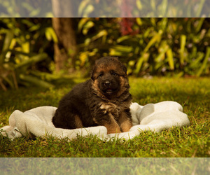 German Shepherd Dog Puppy for sale in FORT MYERS, FL, USA