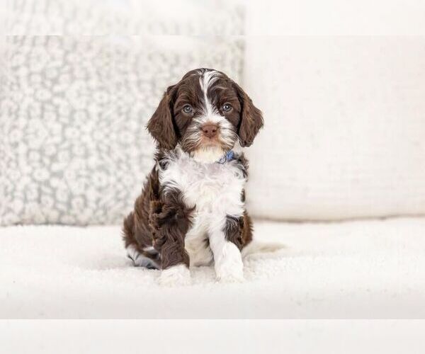 Medium Photo #1 Cavapoo (Standard) Puppy For Sale in NEW BERLIN, WI, USA