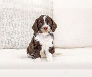 Cavapoo (Standard) Puppy for sale in NEW BERLIN, WI, USA