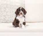 Small Cavapoo (Standard)