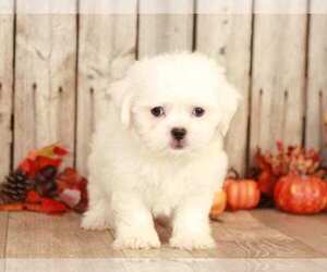 Zuchon Puppy for sale in MOUNT VERNON, OH, USA