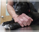 Small Photo #3 English Cream Golden Retriever-German Shepherd Dog Mix Puppy For Sale in CHARLEROI, PA, USA