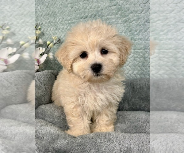 Medium Photo #3 Maltipoo Puppy For Sale in FRANKLIN, IN, USA