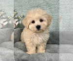 Small #2 Maltipoo