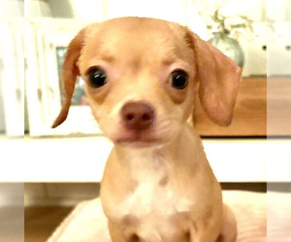 Medium Photo #7 Chiweenie Puppy For Sale in San Juan Capistrano, CA, USA