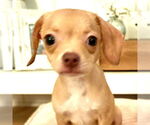 Small #6 Chiweenie