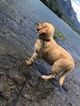 Small Photo #1 Golden Retriever Puppy For Sale in VANCOUVER, WA, USA