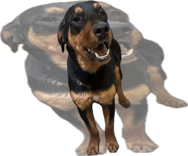 Medium Photo #1 Rottweiler-Unknown Mix Puppy For Sale in Las Vegas, NM, USA