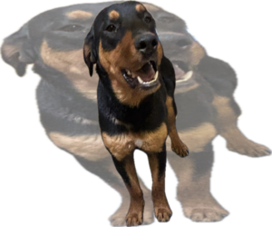 Rottweiler-Unknown Mix Dogs for adoption in Las Vegas, NM, USA