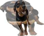 Small Rottweiler Mix