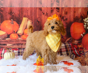 Cavapoo Litter for sale in APOPKA, FL, USA