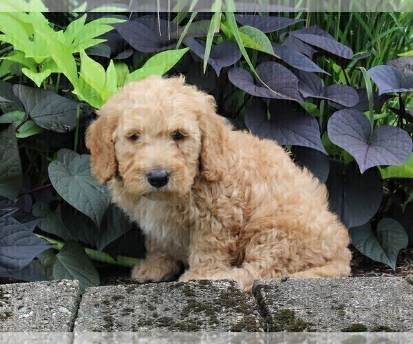 Medium Photo #9 Miniature Labradoodle Puppy For Sale in FREDERICKSBURG, OH, USA
