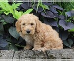 Small Photo #9 Miniature Labradoodle Puppy For Sale in FREDERICKSBURG, OH, USA