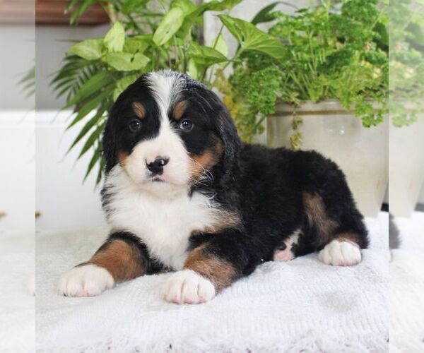 Medium Photo #3 Bernedoodle Puppy For Sale in EAST EARL, PA, USA
