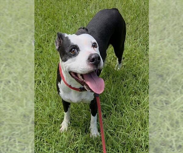 Medium Photo #1 American Staffordshire Terrier Puppy For Sale in Fort Lauderdale, FL, USA