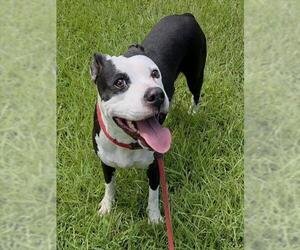 American Staffordshire Terrier Dogs for adoption in Fort Lauderdale, FL, USA
