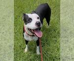 Small American Staffordshire Terrier
