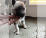 Small Photo #3 Akita Puppy For Sale in MEMORIAL SQUARE, GA, USA