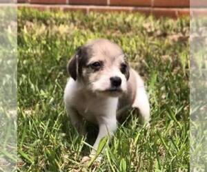 Schneagle Puppy for sale in BURKE, SD, USA