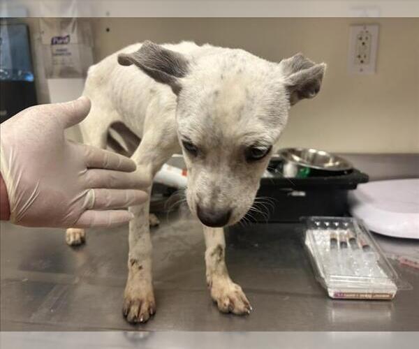 Medium Photo #1 Mutt Puppy For Sale in Martinez, CA, USA