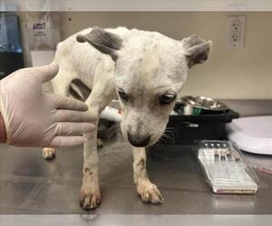 Mutt Dogs for adoption in Martinez, CA, USA