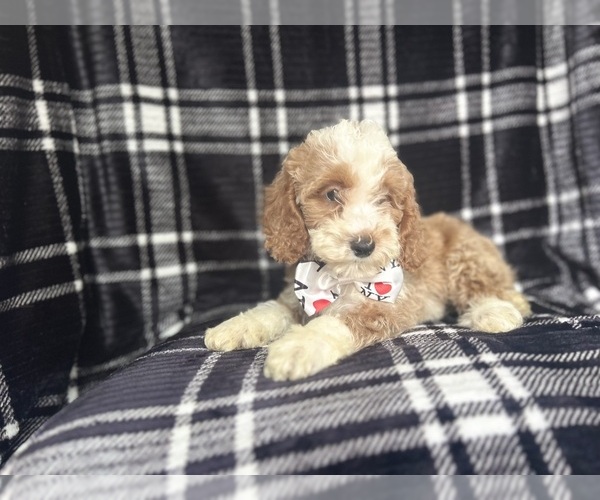 Medium Photo #6 Cockapoo Puppy For Sale in LAKELAND, FL, USA