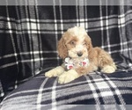 Small #5 Cockapoo