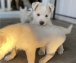 Small Photo #12 Labrador Retriever-Siberian Husky Mix Puppy For Sale in OXNARD, CA, USA