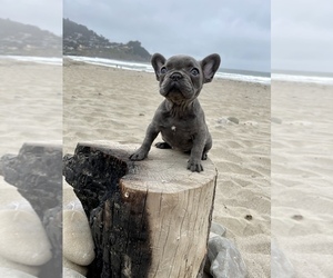 French Bulldog Puppy for sale in HAYWARD, CA, USA